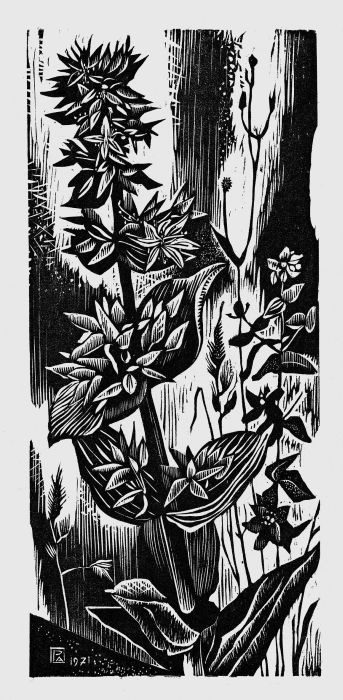 Gentiane, Pierre  Aubert