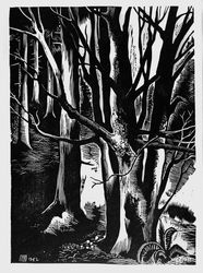 Sous-bois de hêtres, Pierre  Aubert