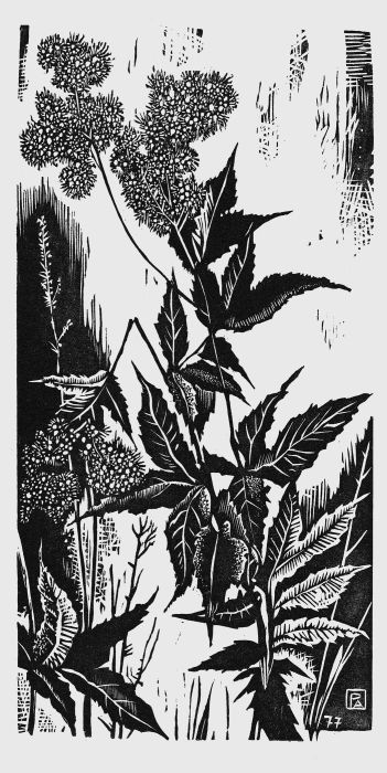 Reine-des-près, Pierre  Aubert