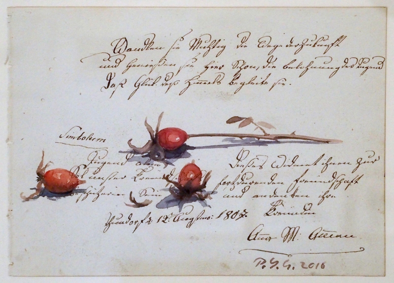 Cynorhodon, Pierre-Yves  Gabioud