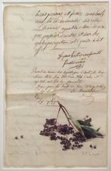 Sureau sur papier ancien, Pierre-Yves  Gabioud